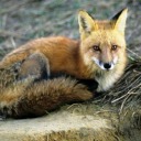 ultimatekazookid avatar