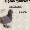 ultimatepigeon avatar