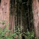 ultimatesurfdyke avatar