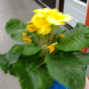 ultimateunidino avatar