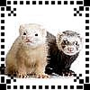 ultraferretlover avatar