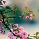 ultrafreakyfangirl avatar