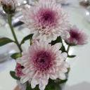 ultrathoughtfulcoffeecollection avatar