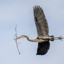 ultratruebluebird avatar