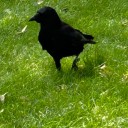 ulysses-s-wishes avatar