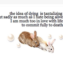 umbilicalnooses avatar