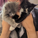 umbran-chappy avatar