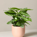 umbrella-wizard avatar