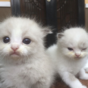 umustbemydream avatar