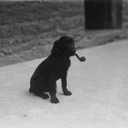 un-chien-avec-a-pipe avatar