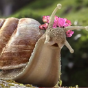 un-escargot-sur-une-feuille avatar