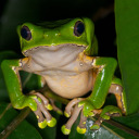 un-trustworthy-frog avatar