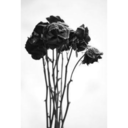 una-forma-de-no-ser-feliz avatar