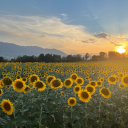 una-rosa-in-un-campo-di-girasoli avatar