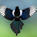 unaffiliatedmagpie avatar