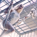 unaligned-agent avatar