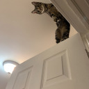 unbelievablyplausible avatar