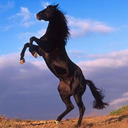 unbridledprivilege-blog avatar