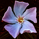 uncleanobscene avatar