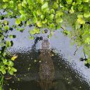 unclesambitch avatar