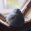 uncommon-loon avatar