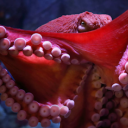 unconfirmed-cephalopod avatar