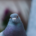 uncrushable-pigeon avatar