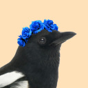 undeadmagpie avatar