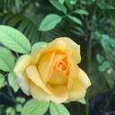 undecovergirl avatar