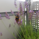 undefinedscream avatar