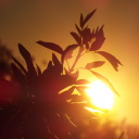 under-the-cherry-tree avatar