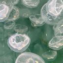 under-the-leaves1 avatar