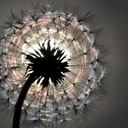 under-water-sunshine avatar