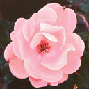 under-yellow-moons avatar