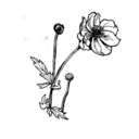 undermybelljar avatar