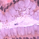 understanding-surgeonfish avatar