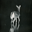 undertheflowers-blog avatar