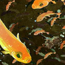 undertheskyfish avatar