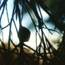 underwaterbirds avatar