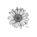 undiadegirasoles avatar