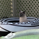 undocumented-terriaki avatar