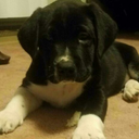 undyingdreadwraith avatar