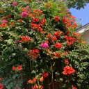 unearthly-melon avatar