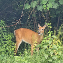 uneasypinkunfathomableblue avatar