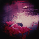 unefemmedouce avatar