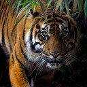 unfadedangel-remade avatar