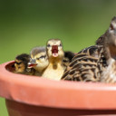 unfinishedmural avatar