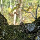 unfortunatelyvegan avatar