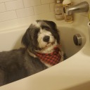 unfriendly-lime avatar