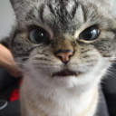 ungatoquetemira avatar